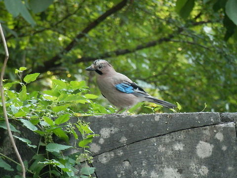 Eurasian Jay  Bulgaria,Eurasian Jay,Garrulus glandarius,Geotagged