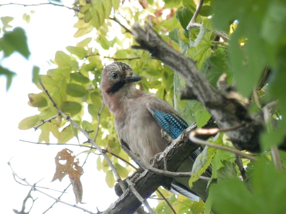 Eurasian Jay  Bulgaria,Eurasian Jay,Garrulus glandarius,Geotagged