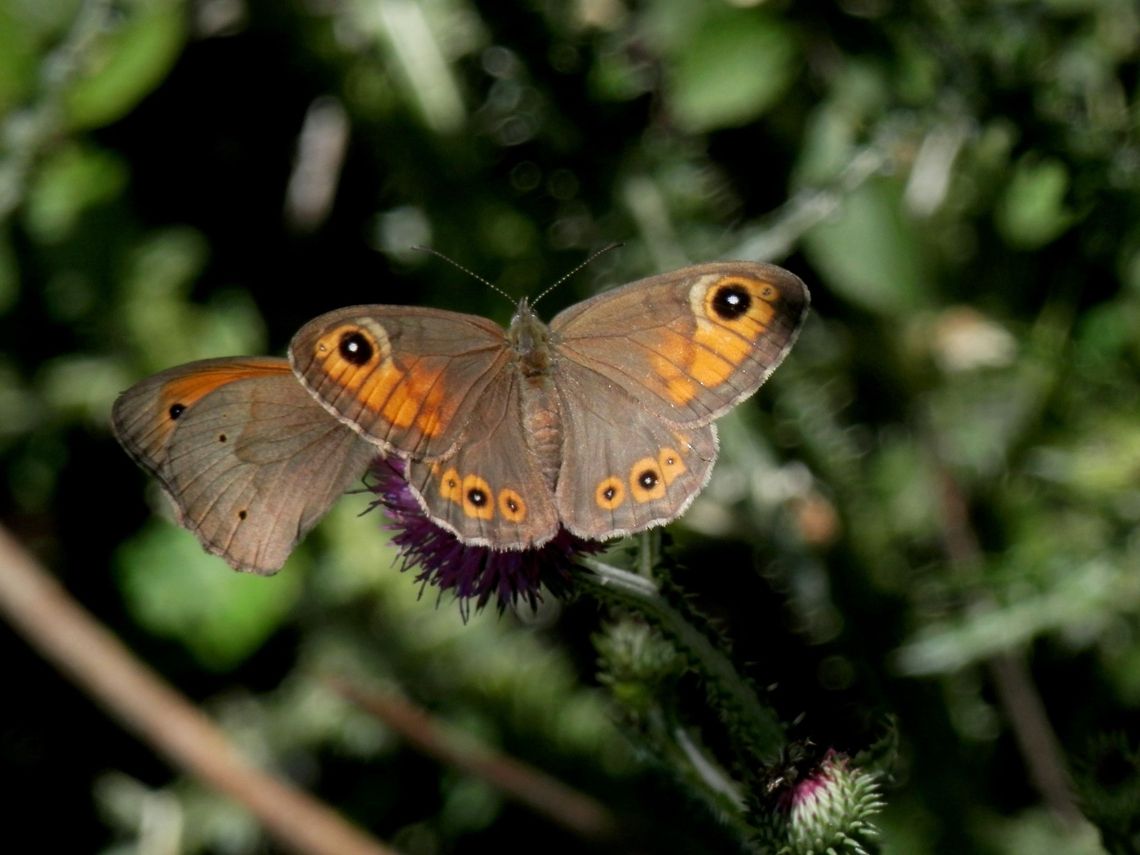 Large Wall Brown Meadow Brown (Maniola jurtina) in the back Bulgaria,Geotagged,Large Wall Brown,Lasiommata maera