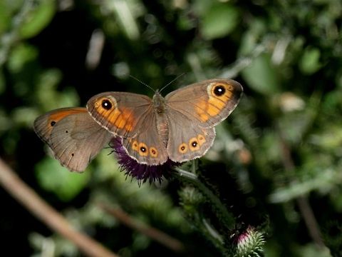 Large Wall Brown Meadow Brown (Maniola jurtina) in the back Bulgaria,Geotagged,Large Wall Brown,Lasiommata maera