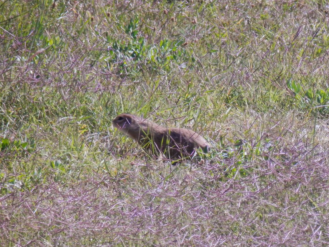 European Souslik OLYMPUS DIGITAL CAMERA Bulgaria,European ground squirrel,Geotagged,Spermophilus citellus