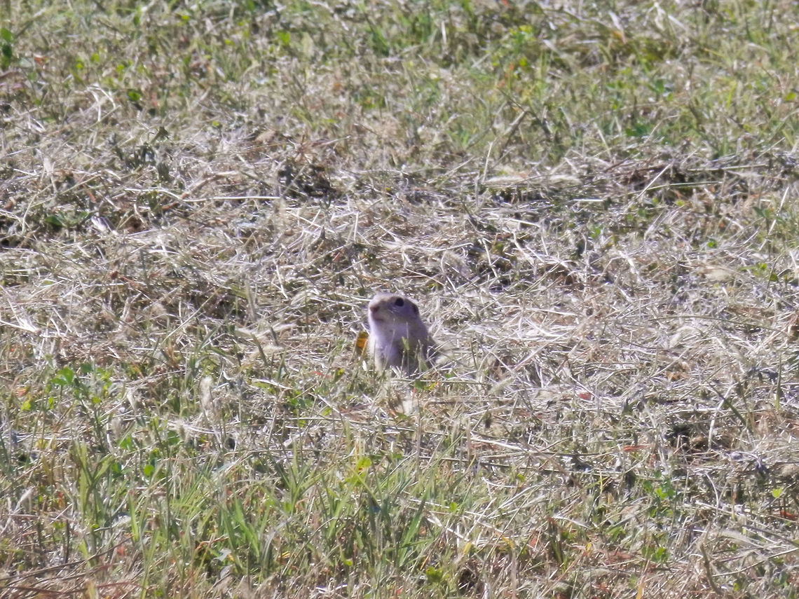 European Souslik OLYMPUS DIGITAL CAMERA Bulgaria,European ground squirrel,Geotagged,Spermophilus citellus