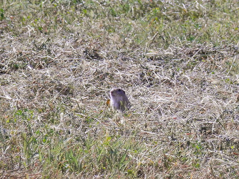 European Souslik OLYMPUS DIGITAL CAMERA Bulgaria,European ground squirrel,Geotagged,Spermophilus citellus