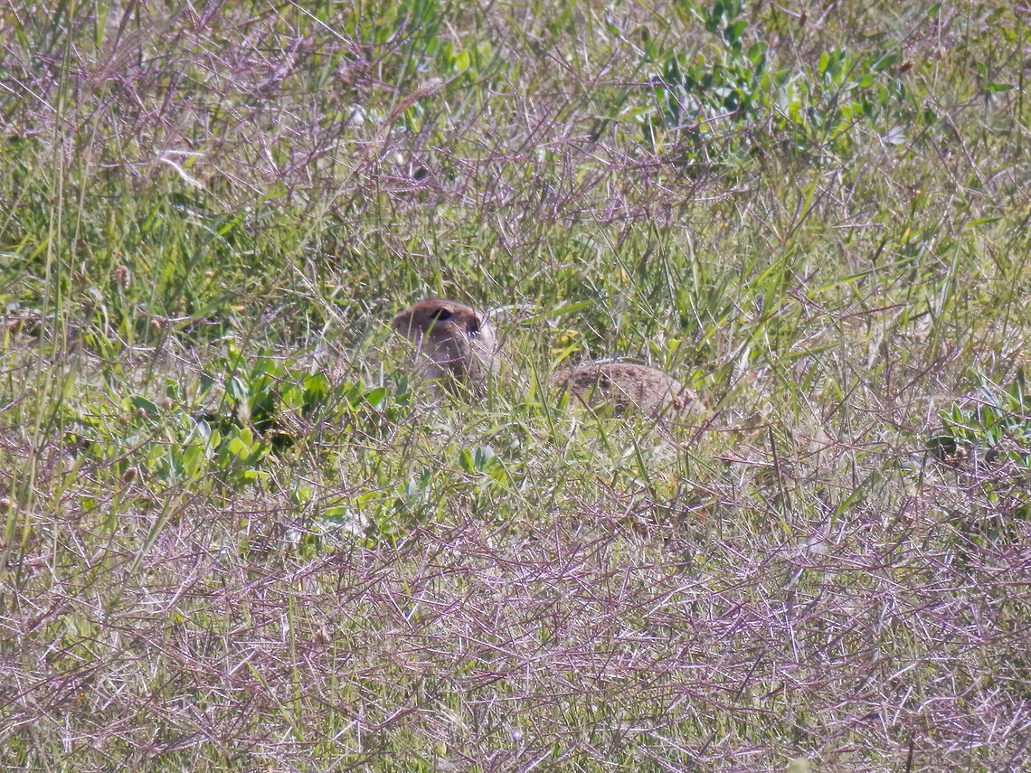 European Souslik OLYMPUS DIGITAL CAMERA Bulgaria,European ground squirrel,Geotagged,Spermophilus citellus
