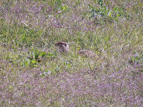 European Souslik OLYMPUS DIGITAL CAMERA Bulgaria,European ground squirrel,Geotagged,Spermophilus citellus