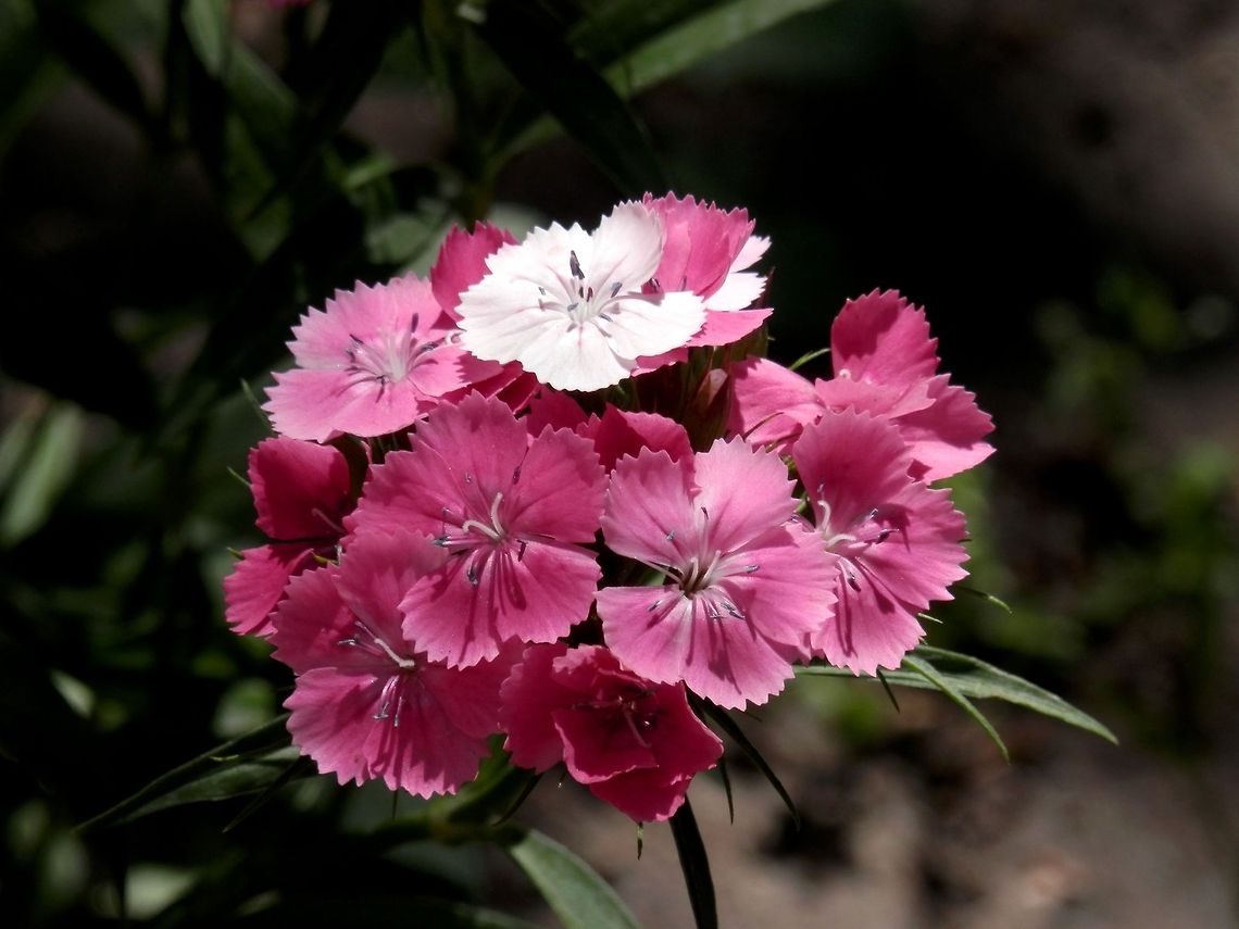 Sweet william  Bulgaria,Dianthus barbatus,Geotagged