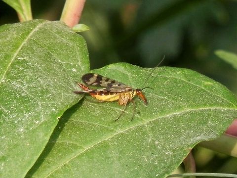 Scorpionfly  Bulgaria,Geotagged,Panorpa meridionalis,Scorpionfly