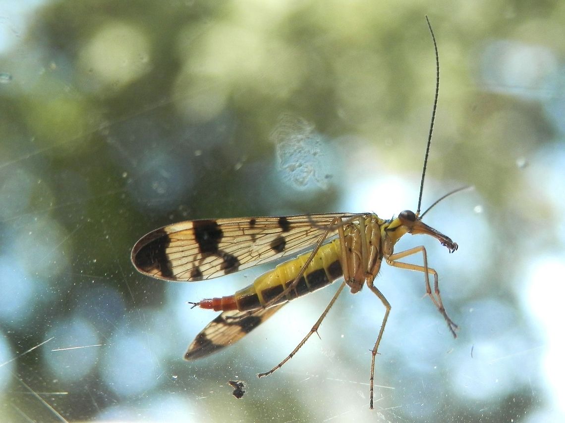 Scorpionfly  Bulgaria,Common scorpionfly,Geotagged,Panorpa communis