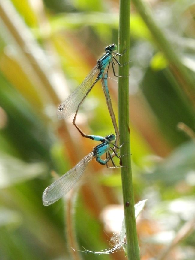Blue-tailed Damselfly pair side view  Blue-tailed Damselfly,Bulgaria,Geotagged,Ischnura elegans
