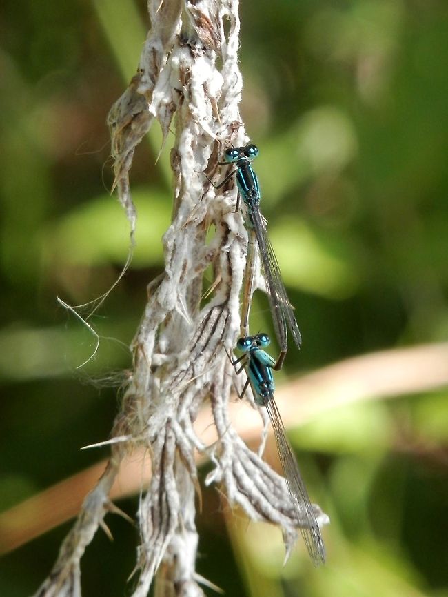 Blue-tailed Damselfly pair top view  Blue-tailed Damselfly,Bulgaria,Geotagged,Ischnura elegans