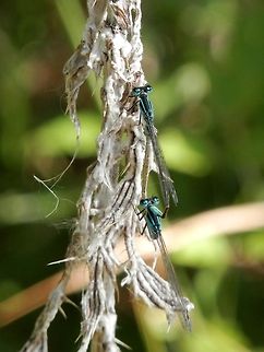 Blue-tailed Damselfly pair top view  Blue-tailed Damselfly,Bulgaria,Geotagged,Ischnura elegans