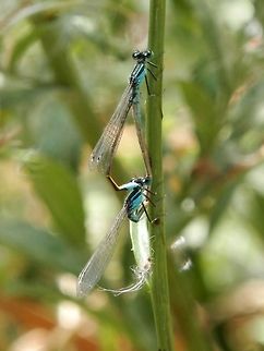 Blue-tailed Damselfly pair  Blue-tailed Damselfly,Bulgaria,Geotagged,Ischnura elegans