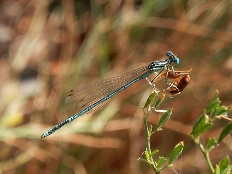 Blue Featherleg  Bulgaria,Geotagged,Platycnemis pennipes,White-legged Damselfly