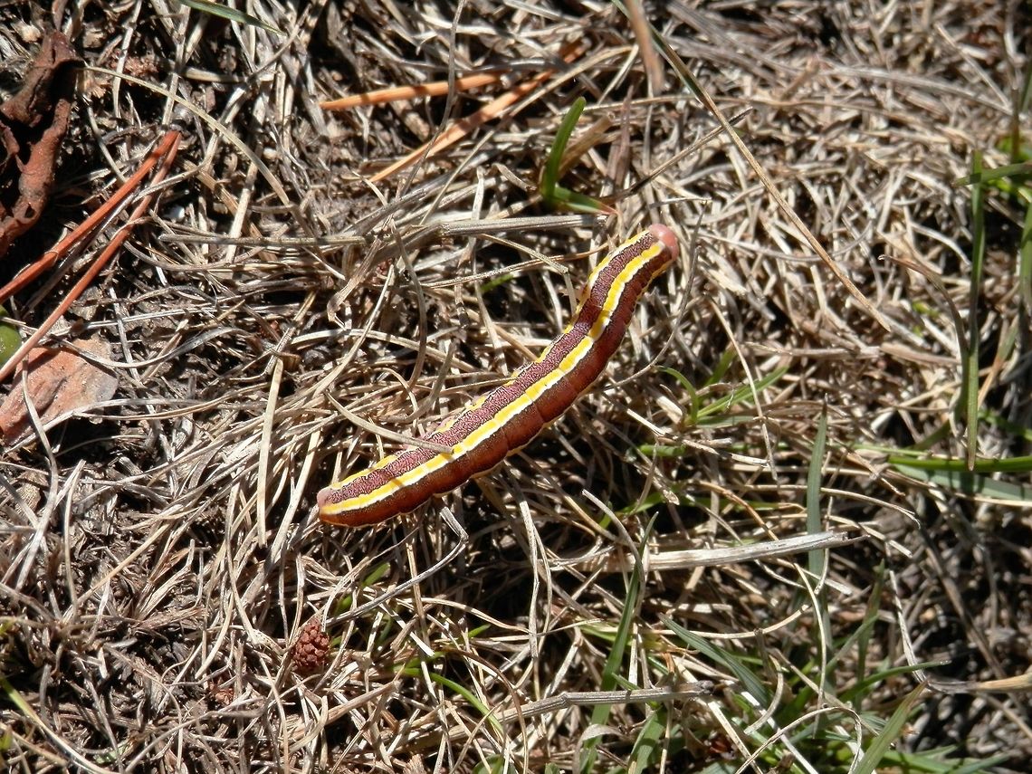 Broom Moth larva  Bulgaria,Ceramica pisi,Geotagged,Melanchra pisi