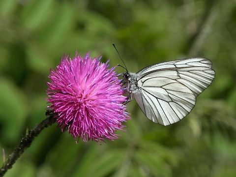 Black Veined White  Aporia crataegi,Bulgaria,Geotagged