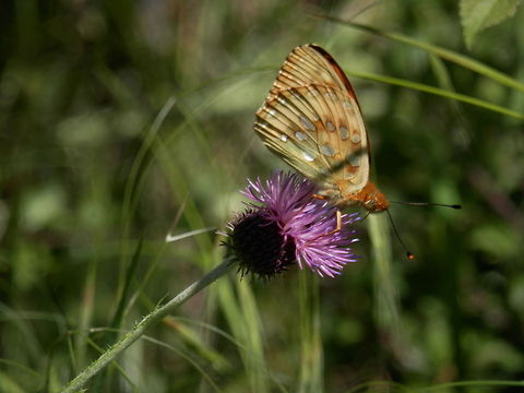 Dark green fritillary side view  Argynnis aglaja,Bulgaria,Dark Green Fritillary,Geotagged