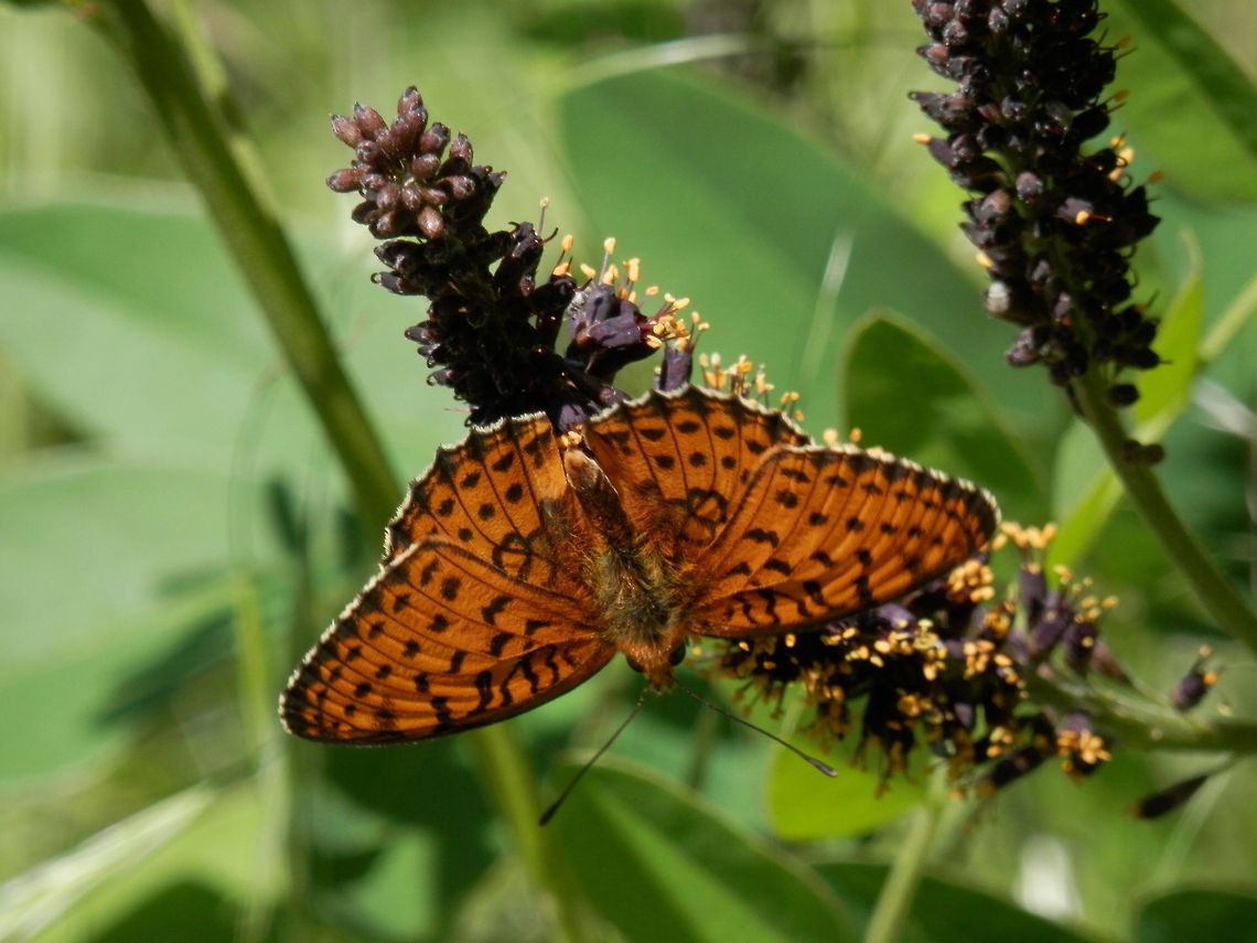 Dark green fritillary on False Indigo Bush (Amorpha fruticosa) Argynnis aglaja,Bulgaria,Dark Green Fritillary,Geotagged