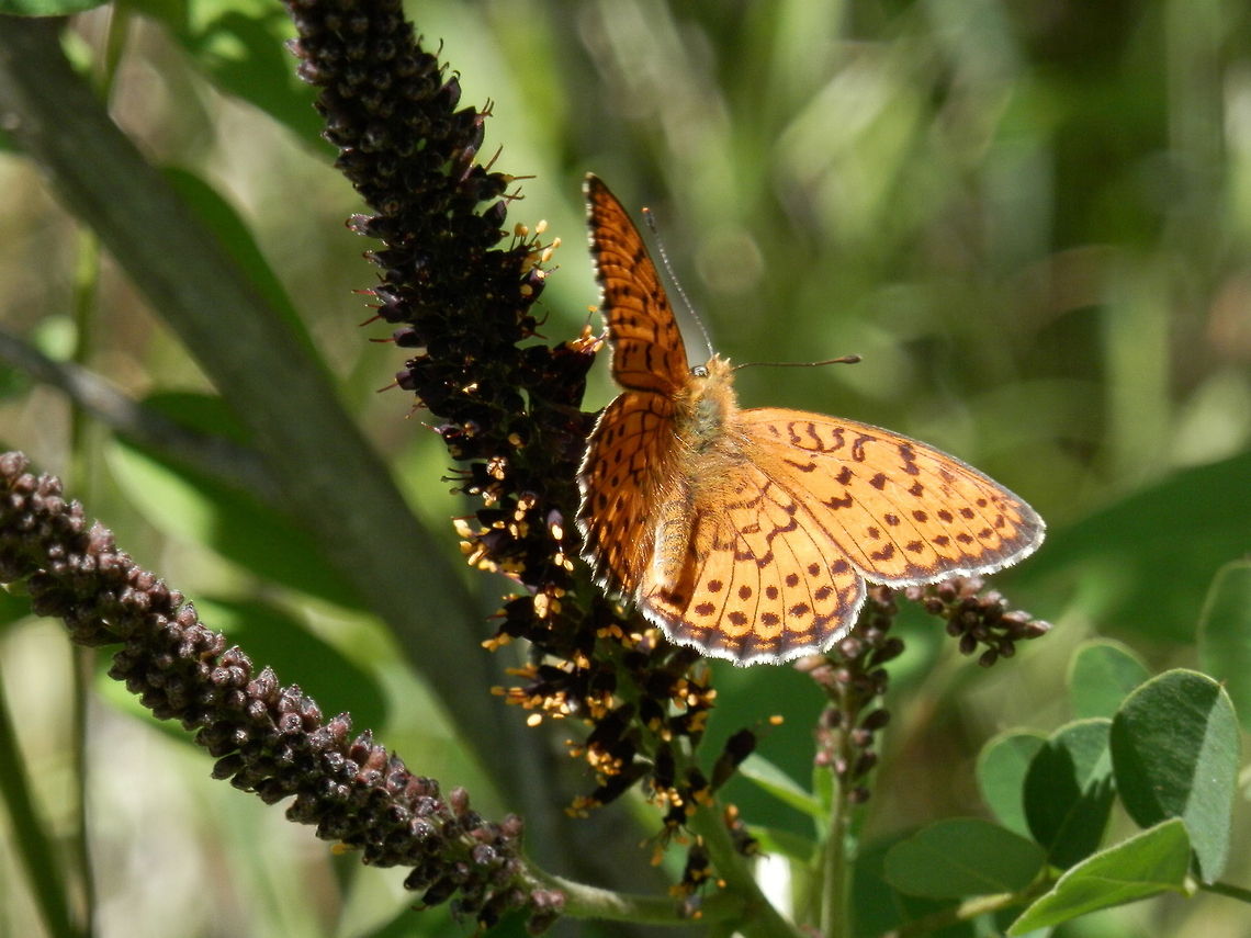 Dark green fritillary on False Indigo Bush (Amorpha fruticosa) Argynnis aglaja,Bulgaria,Dark Green Fritillary,Geotagged