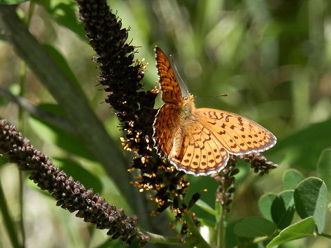 Dark green fritillary on False Indigo Bush (Amorpha fruticosa) Argynnis aglaja,Bulgaria,Dark Green Fritillary,Geotagged