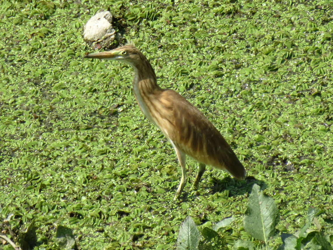 Juvenile Little Bittern  Bulgaria,Geotagged,Ixobrychus minutus,Little Bittern