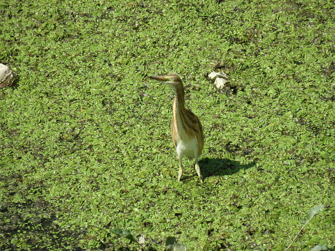 Juvenile Little Bittern  Bulgaria,Geotagged,Ixobrychus minutus,Little Bittern