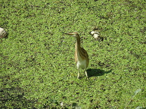 Juvenile Little Bittern  Bulgaria,Geotagged,Ixobrychus minutus,Little Bittern