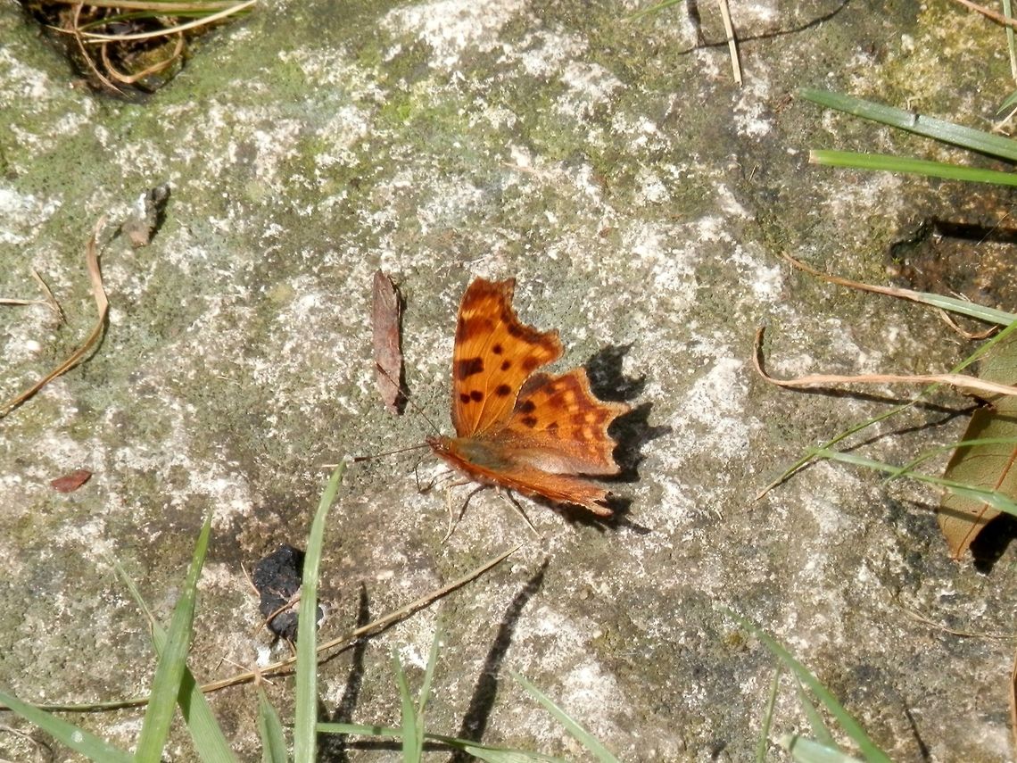 Comma  Bulgaria,Comma,Geotagged,Polygonia c-album
