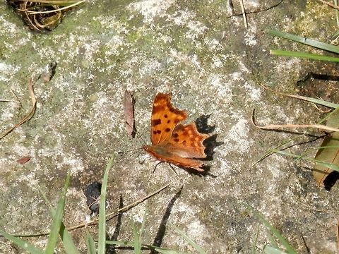 Comma  Bulgaria,Comma,Geotagged,Polygonia c-album