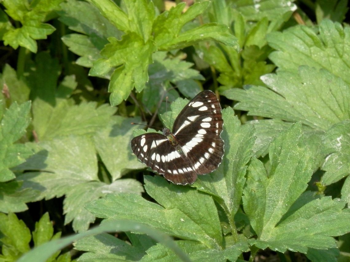 Common Glider  Bulgaria,Geotagged,Neptis sappho,Pallas Sailer,Srebarna Nature Reserve