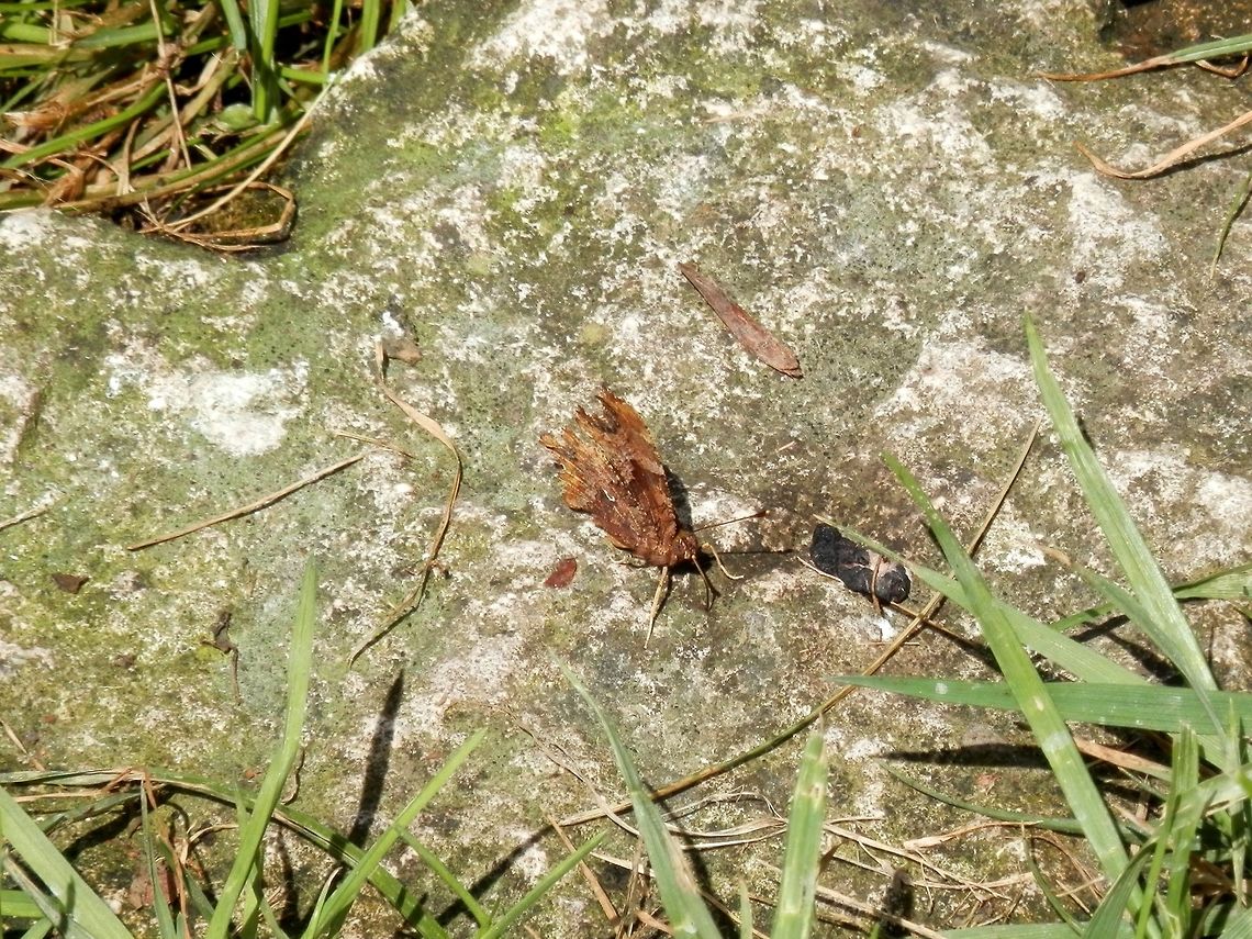 Comma  Bulgaria,Comma,Geotagged,Polygonia c-album