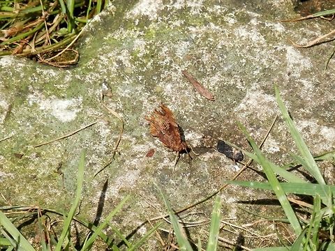 Comma  Bulgaria,Comma,Geotagged,Polygonia c-album