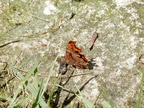 Comma  Bulgaria,Comma,Geotagged,Polygonia c-album
