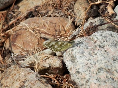 Bath White  Bath White,Bulgaria,Geotagged,Pontia daplidice