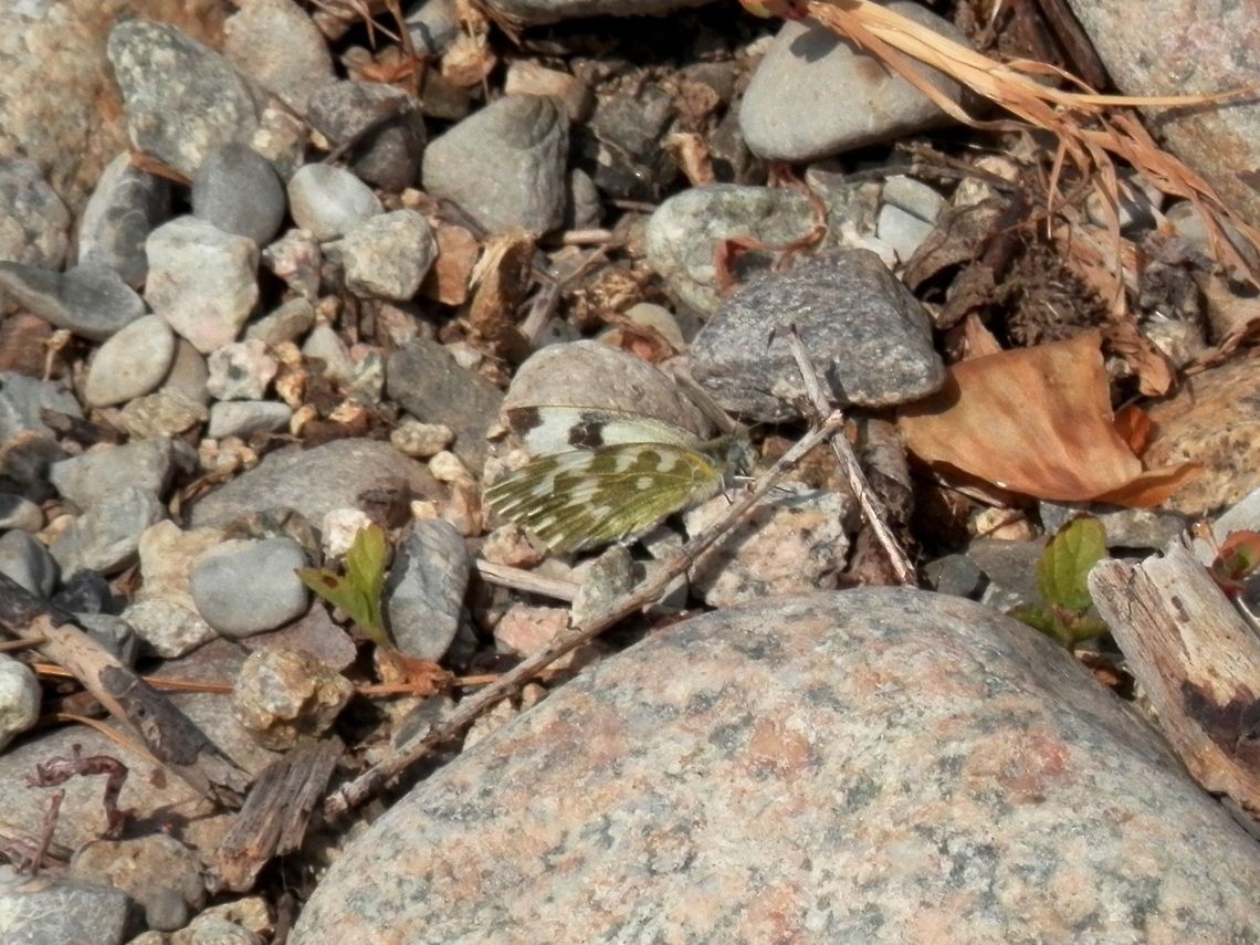 Bath White  Bath White,Bulgaria,Geotagged,Pontia daplidice