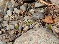 Bath White  Bath White,Bulgaria,Geotagged,Pontia daplidice