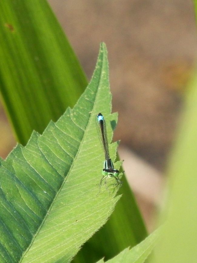 Blue-tailed Damselfly  Blue-tailed Damselfly,Bulgaria,Geotagged,Ischnura elegans,Srebarna Nature Reserve