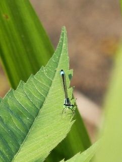 Blue-tailed Damselfly  Blue-tailed Damselfly,Bulgaria,Geotagged,Ischnura elegans,Srebarna Nature Reserve