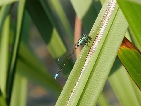 Blue-tailed Damselfly  Blue-tailed Damselfly,Bulgaria,Geotagged,Ischnura elegans,Srebarna Nature Reserve