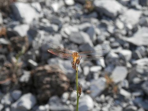 Red-Veined Darter female  Bulgaria,Geotagged,Red-veined darter,Sympetrum fonscolombii