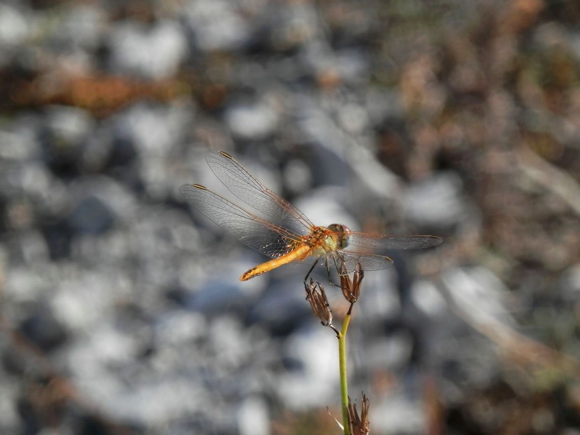 Red-Veined Darter female  Bulgaria,Geotagged,Red-veined darter,Sympetrum fonscolombii