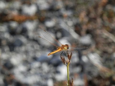 Red-Veined Darter female  Bulgaria,Geotagged,Red-veined darter,Sympetrum fonscolombii