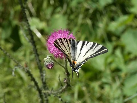 Scarce Swallowtail  Bulgaria,Geotagged,Iphiclides podalirius,Scarce Swallowtail