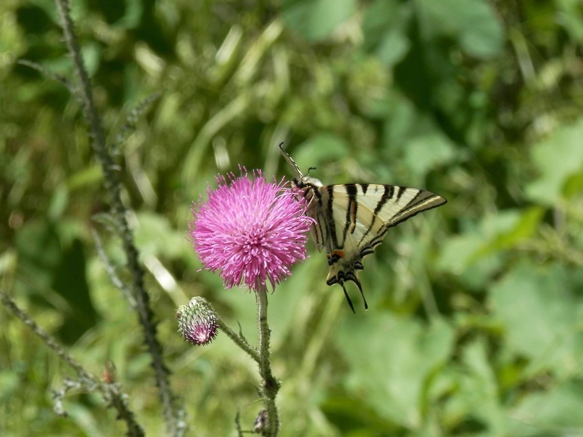 Scarce Swallowtail underside  Bulgaria,Geotagged,Iphiclides podalirius,Scarce Swallowtail