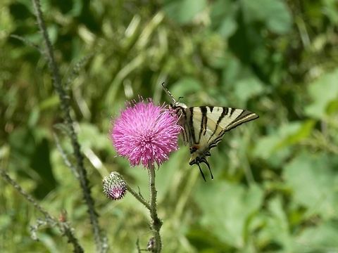 Scarce Swallowtail underside  Bulgaria,Geotagged,Iphiclides podalirius,Scarce Swallowtail