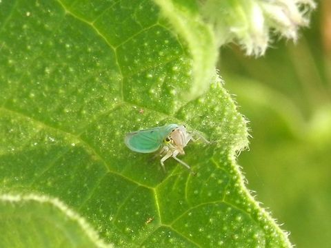 Green Leafhopper  Bulgaria,Cicadella viridis,Geotagged,Srebarna Nature Reserve