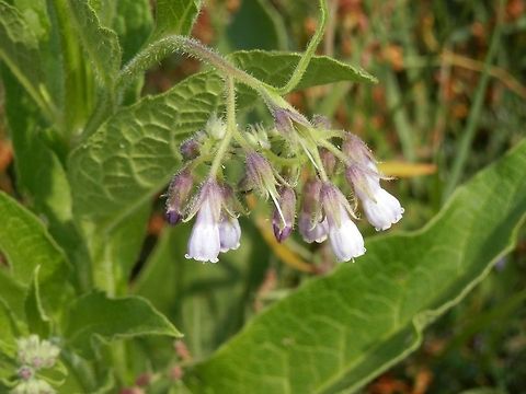 Comfrey  Bulgaria,Geotagged,Srebarna Nature Reserve,Symphytum officinale