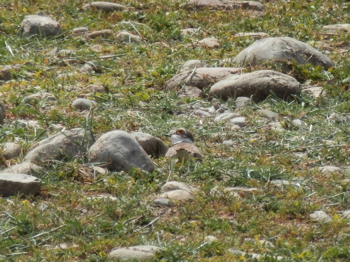 Little Ringed Plover  Bulgaria,Charadrius dubius,Geotagged,Little Ringed Plover