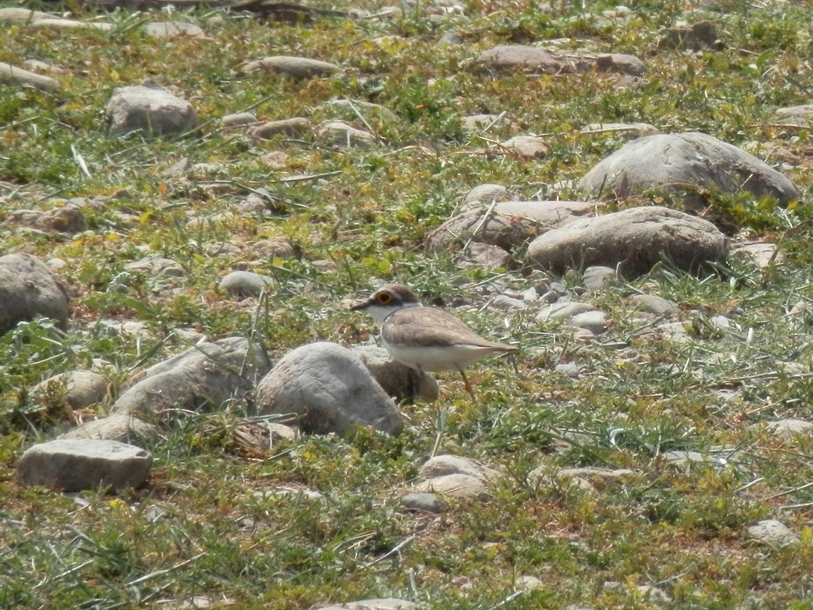 Little Ringed Plover  Bulgaria,Charadrius dubius,Geotagged,Little Ringed Plover