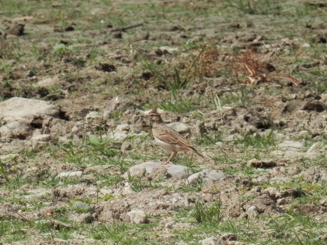 Crested Lark  Bulgaria,Crested Lark,Galerida cristata,Geotagged