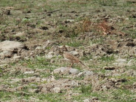Crested Lark  Bulgaria,Crested Lark,Galerida cristata,Geotagged
